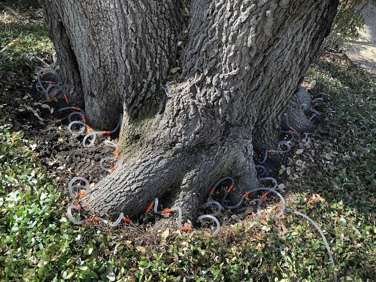 Detailed Tree Cabling and Bracing job site in Mt Baldy